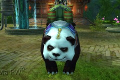 Filhote-de-Panda-Pequeno-Mau-WesleyHP-2